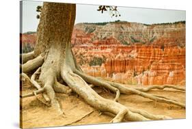 Bryce Amphitheater - Utah - Bryce Canyon National Park - United States-Philippe Hugonnard-Stretched Canvas