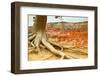 Bryce Amphitheater - Utah - Bryce Canyon National Park - United States-Philippe Hugonnard-Framed Photographic Print