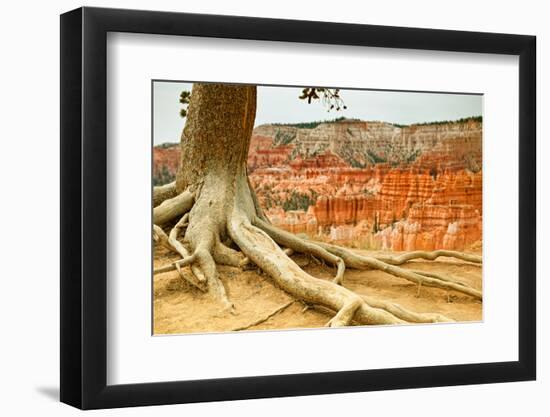 Bryce Amphitheater - Utah - Bryce Canyon National Park - United States-Philippe Hugonnard-Framed Photographic Print