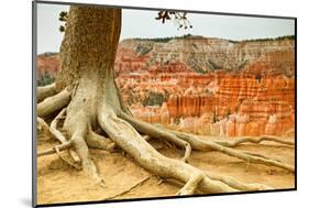 Bryce Amphitheater - Utah - Bryce Canyon National Park - United States-Philippe Hugonnard-Mounted Photographic Print