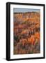 Bryce Canyon at Dawn-Gary Cook-Framed Photographic Print