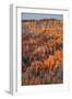 Bryce Canyon at Dawn-Gary Cook-Framed Photographic Print