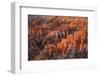 Bryce Canyon at Dawn-Gary Cook-Framed Photographic Print