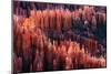 Bryce Canyon at Sunset-Li Austin-Mounted Photographic Print