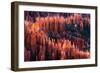 Bryce Canyon at Sunset-Li Austin-Framed Photographic Print