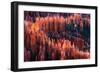 Bryce Canyon at Sunset-Li Austin-Framed Photographic Print