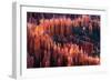 Bryce Canyon at Sunset-Li Austin-Framed Photographic Print