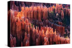 Bryce Canyon at Sunset-Li Austin-Stretched Canvas
