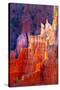 Bryce Canyon Dawn-Douglas Taylor-Stretched Canvas