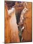 Bryce Canyon National Park, Utah, United States of America, North America-Robert Harding-Mounted Photographic Print
