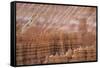 Bryce Canyon National Park, Utah, United States of America, North America-Jean Brooks-Framed Stretched Canvas