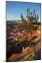 Bryce Canyon National Park, Utah, United States of America, North America-Ethel Davies-Mounted Photographic Print