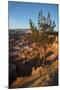 Bryce Canyon National Park, Utah, United States of America, North America-Ethel Davies-Mounted Photographic Print