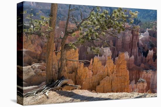 Bryce Canyon National Park, Utah, United States of America, North America-Ethel Davies-Stretched Canvas