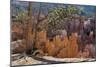 Bryce Canyon National Park, Utah, United States of America, North America-Ethel Davies-Mounted Photographic Print