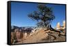 Bryce Canyon National Park, Utah, United States of America, North America-Ethel Davies-Framed Stretched Canvas