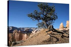 Bryce Canyon National Park, Utah, United States of America, North America-Ethel Davies-Stretched Canvas