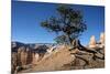 Bryce Canyon National Park, Utah, United States of America, North America-Ethel Davies-Mounted Photographic Print