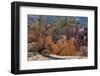 Bryce Canyon National Park, Utah, United States of America, North America-Ethel Davies-Framed Photographic Print