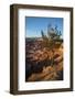 Bryce Canyon National Park, Utah, United States of America, North America-Ethel Davies-Framed Photographic Print