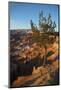 Bryce Canyon National Park, Utah, United States of America, North America-Ethel Davies-Mounted Photographic Print