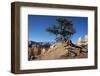 Bryce Canyon National Park, Utah, United States of America, North America-Ethel Davies-Framed Photographic Print