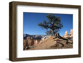 Bryce Canyon National Park, Utah, United States of America, North America-Ethel Davies-Framed Photographic Print