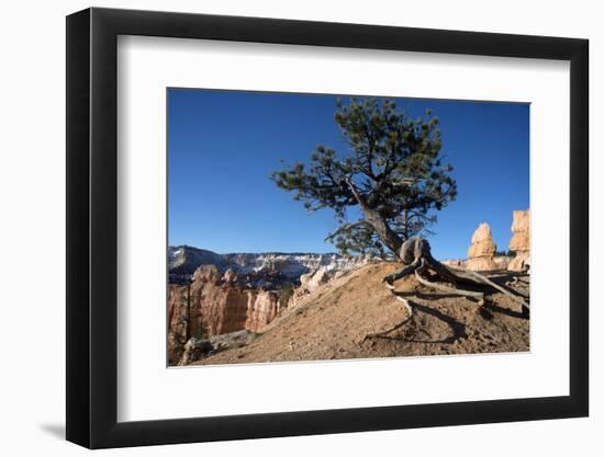 Bryce Canyon National Park, Utah, United States of America, North America-Ethel Davies-Framed Photographic Print