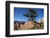 Bryce Canyon National Park, Utah, United States of America, North America-Ethel Davies-Framed Photographic Print