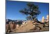 Bryce Canyon National Park, Utah, United States of America, North America-Ethel Davies-Mounted Photographic Print