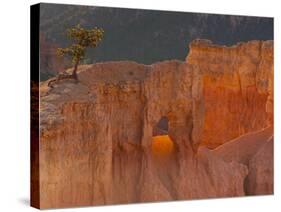 Bryce Canyon National Park, Utah, USA-Cathy & Gordon Illg-Stretched Canvas