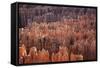 Bryce Canyon National Park, Utah. USA-Stefano Amantini-Framed Stretched Canvas