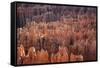 Bryce Canyon National Park, Utah. USA-Stefano Amantini-Framed Stretched Canvas