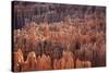 Bryce Canyon National Park, Utah. USA-Stefano Amantini-Stretched Canvas