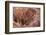 Bryce Canyon National Park, Utah. USA-Stefano Amantini-Framed Photographic Print