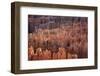 Bryce Canyon National Park, Utah. USA-Stefano Amantini-Framed Photographic Print