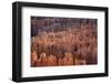 Bryce Canyon National Park, Utah. USA-Stefano Amantini-Framed Photographic Print