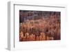 Bryce Canyon National Park, Utah. USA-Stefano Amantini-Framed Photographic Print