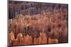 Bryce Canyon National Park, Utah. USA-Stefano Amantini-Mounted Photographic Print