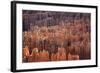 Bryce Canyon National Park, Utah. USA-Stefano Amantini-Framed Photographic Print