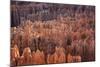 Bryce Canyon National Park, Utah. USA-Stefano Amantini-Mounted Photographic Print