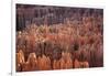 Bryce Canyon National Park, Utah. USA-Stefano Amantini-Framed Photographic Print