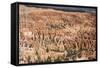Bryce Canyon National Park-Paul Souders-Framed Stretched Canvas