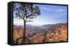 Bryce Canyon National Park-Jon Hicks-Framed Stretched Canvas