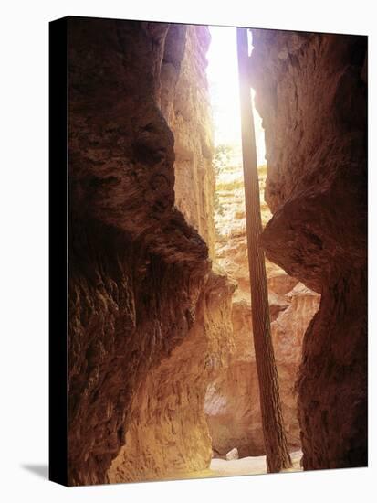 Bryce Canyon-Gordon Semmens-Stretched Canvas