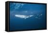 Bryde's Whale (Balaenoptera Edeni) and Common Dolphins (Delphinus Delphis)-Jordi Chias-Framed Stretched Canvas