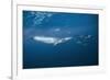 Bryde's Whale (Balaenoptera Edeni) and Common Dolphins (Delphinus Delphis)-Jordi Chias-Framed Photographic Print