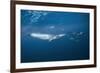 Bryde's Whale (Balaenoptera Edeni) and Common Dolphins (Delphinus Delphis)-Jordi Chias-Framed Photographic Print