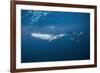 Bryde's Whale (Balaenoptera Edeni) and Common Dolphins (Delphinus Delphis)-Jordi Chias-Framed Photographic Print