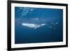 Bryde's Whale (Balaenoptera Edeni) and Common Dolphins (Delphinus Delphis)-Jordi Chias-Framed Photographic Print